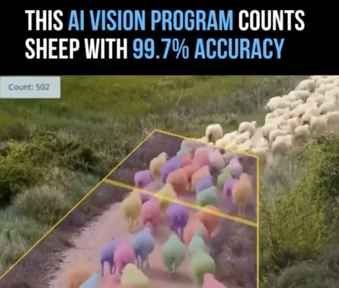 AI Vision counts sheep with 99.7% Accuracy